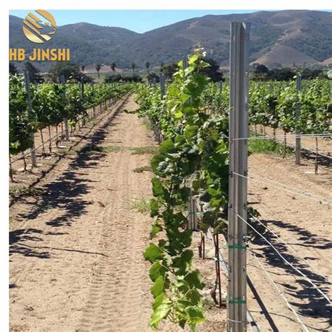 vineyard stakes|grapevine stakes.